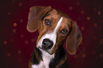 German Hound Portrait