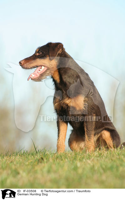 Deutscher Jagdterrier / German Hunting Dog / IF-03508