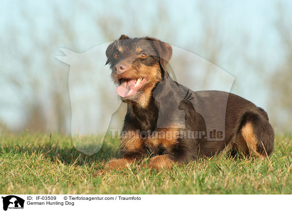 Deutscher Jagdterrier / German Hunting Dog / IF-03509