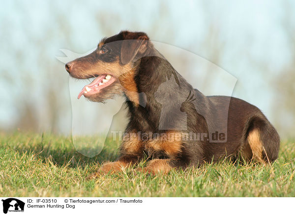 Deutscher Jagdterrier / German Hunting Dog / IF-03510