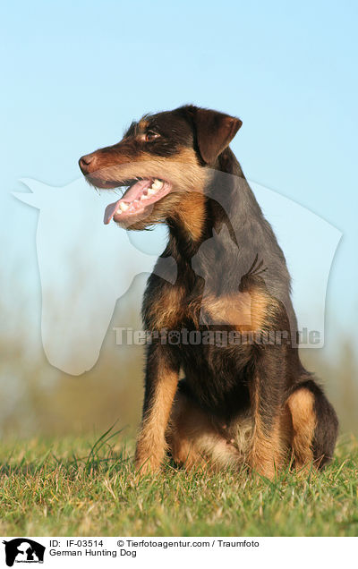German Hunting Dog / IF-03514