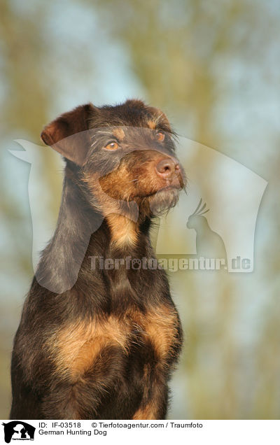Deutscher Jagdterrier / German Hunting Dog / IF-03518