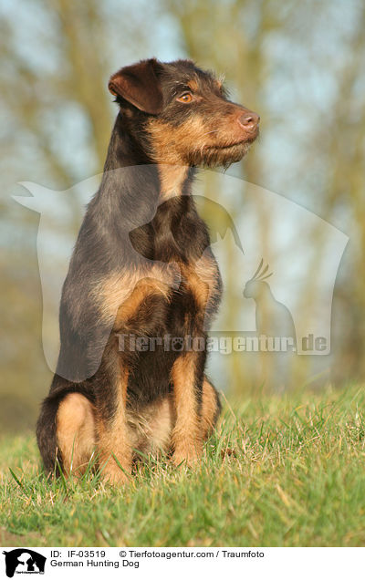 Deutscher Jagdterrier / German Hunting Dog / IF-03519