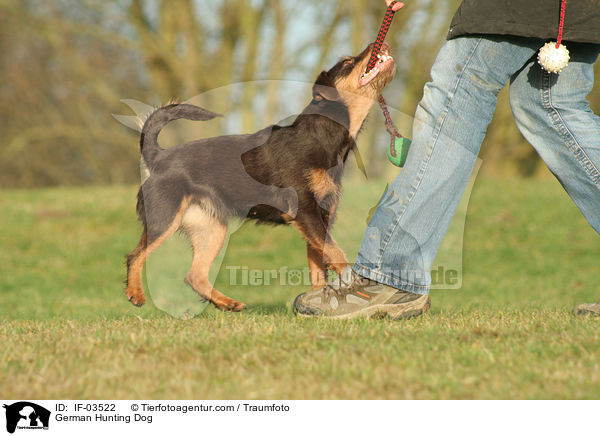 Deutscher Jagdterrier / German Hunting Dog / IF-03522