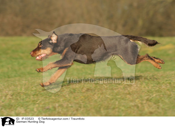 Deutscher Jagdterrier / German Hunting Dog / IF-03523