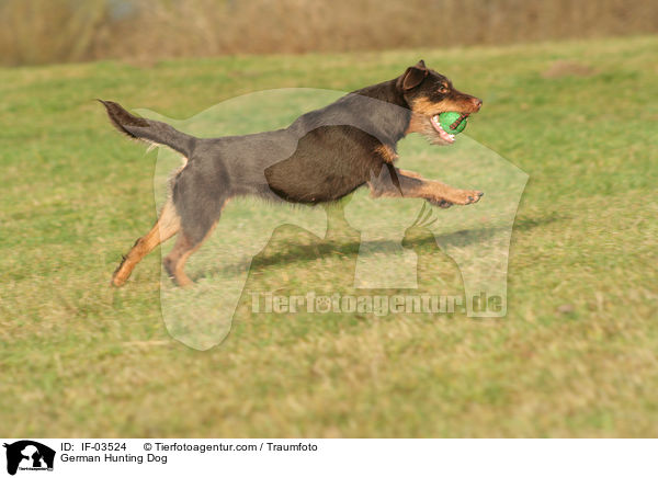 German Hunting Dog / IF-03524
