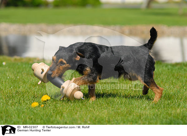 Deutscher Jagdterrier apportiert Dummy / German Hunting Terrier / MR-02307