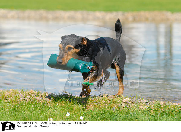 Deutscher Jagdterrier apportiert Dummy / German Hunting Terrier / MR-02313