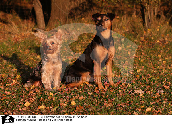 Deutscher Jagdterrier und Yorkshire Terrier / german hunting terrier and yorkshire terrier / BES-01186
