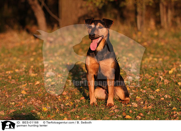 Deutscher Jagdterrier / german hunting terrier / BES-01188