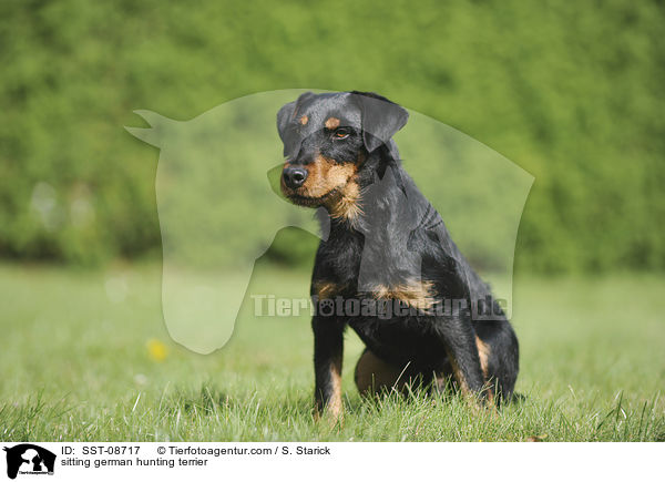 sitzender Deutscher Jagdterrier / sitting german hunting terrier / SST-08717