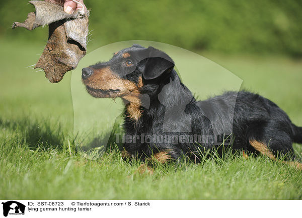 lying german hunting terrier / SST-08723