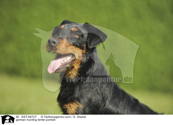 Deutscher Jagdterrier Portrait / german hunting terrier portrait / SST-08727