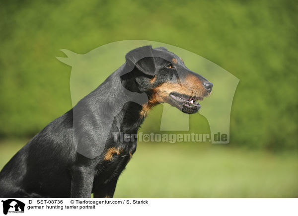 Deutscher Jagdterrier Portrait / german hunting terrier portrait / SST-08736