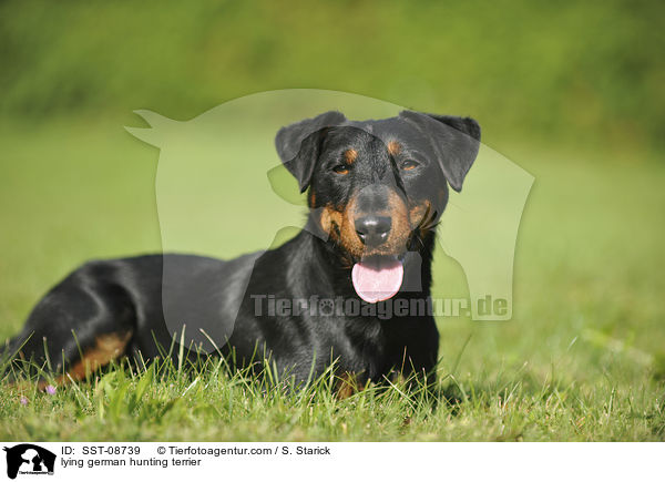 liegender Deutscher Jagdterrier / lying german hunting terrier / SST-08739