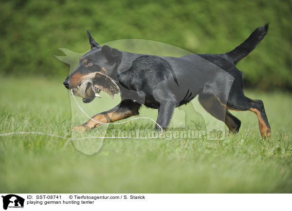 spielender Deutscher Jagdterrier / playing german hunting terrier / SST-08741