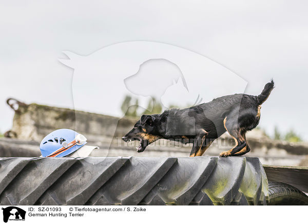 German Hunting Terrier / SZ-01093