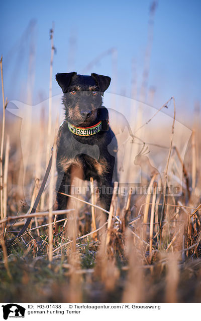 german hunting Terrier / RG-01438