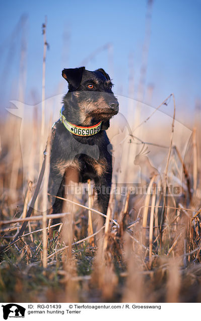 german hunting Terrier / RG-01439