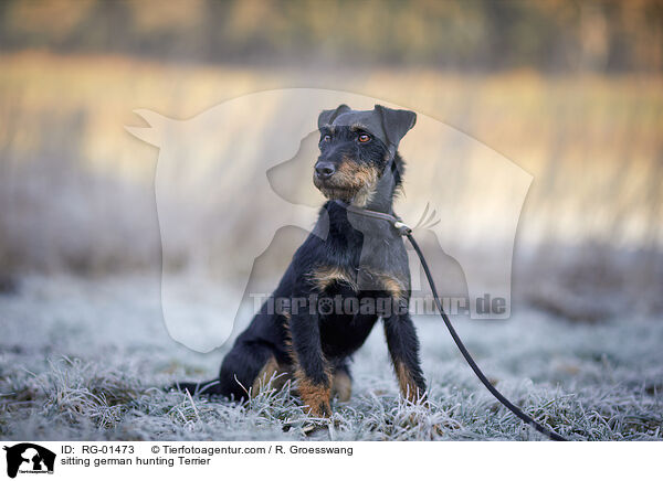 sitzender Deutscher Jagdterrier / sitting german hunting Terrier / RG-01473
