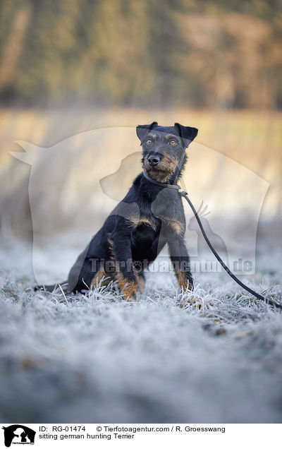 sitting german hunting Terrier / RG-01474