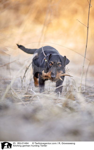 fetching german hunting Terrier / RG-01484