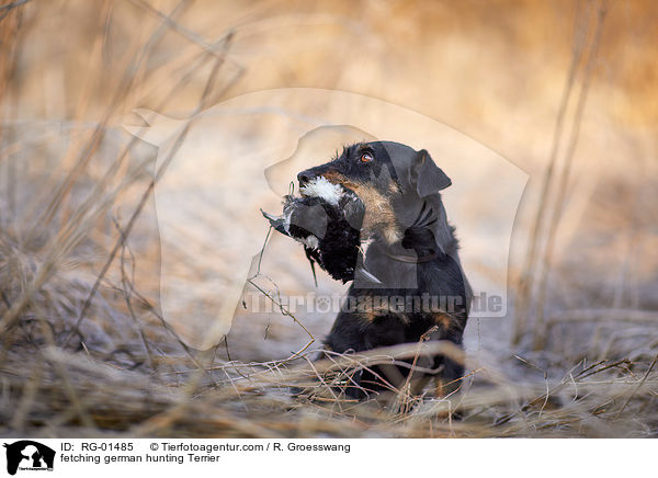 apportierender Deutscher Jagdterrier / fetching german hunting Terrier / RG-01485