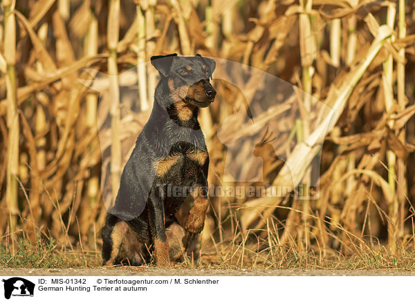 German Hunting Terrier at autumn / MIS-01342
