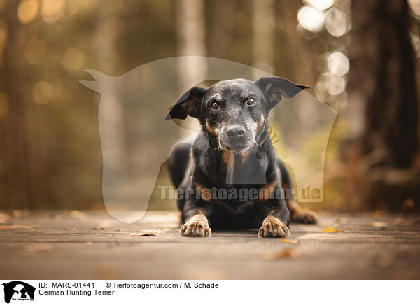 German Hunting Terrier / MARS-01441