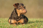 German Hunting Dog