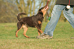 German Hunting Dog