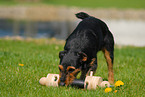 German Hunting Terrier