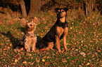 german hunting terrier and yorkshire terrier