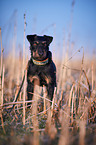 german hunting Terrier