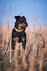 german hunting Terrier