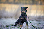 sitting german hunting Terrier