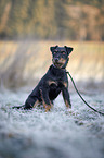 sitting german hunting Terrier