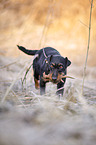fetching german hunting Terrier