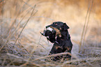 fetching german hunting Terrier