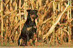 German Hunting Terrier at autumn