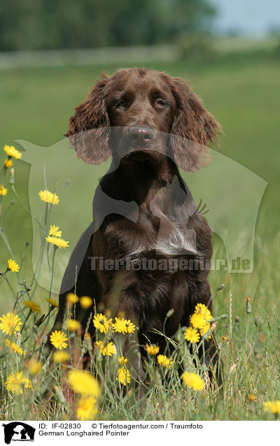 Deutsch Langhaar / German Longhaired Pointer / IF-02830