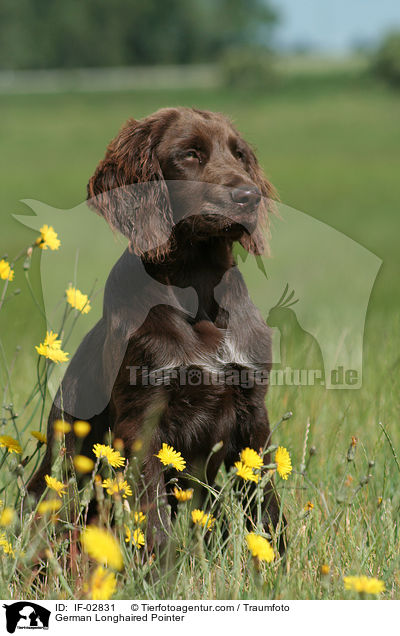 German Longhaired Pointer / IF-02831