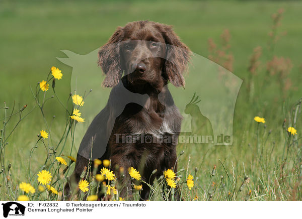 German Longhaired Pointer / IF-02832