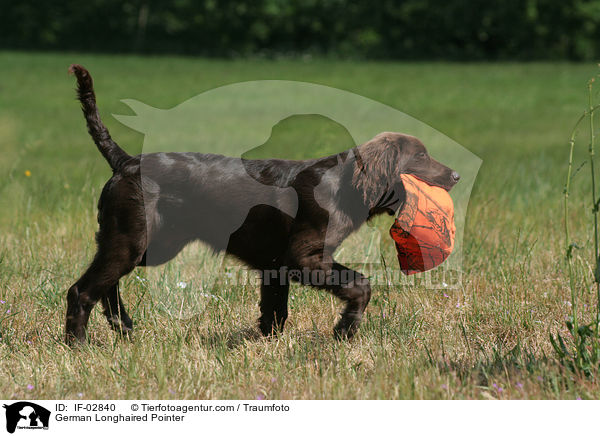 German Longhaired Pointer / IF-02840