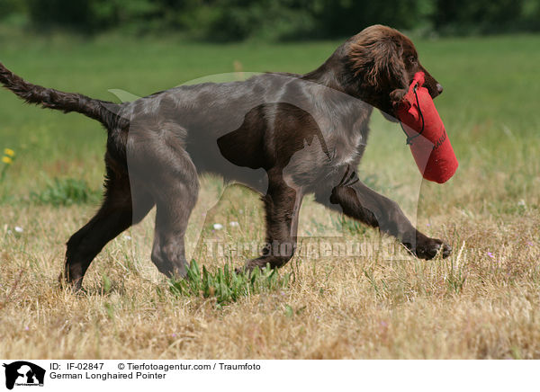 German Longhaired Pointer / IF-02847
