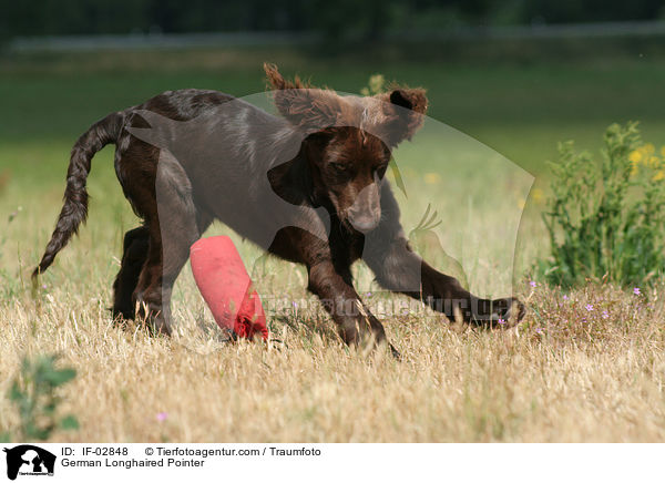 Deutsch Langhaar / German Longhaired Pointer / IF-02848