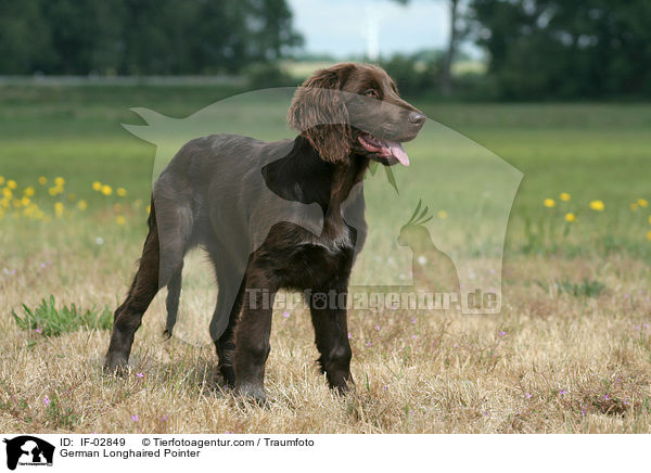 German Longhaired Pointer / IF-02849