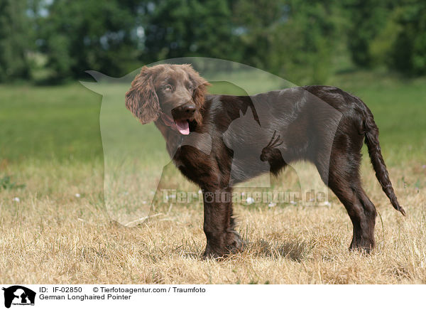 German Longhaired Pointer / IF-02850