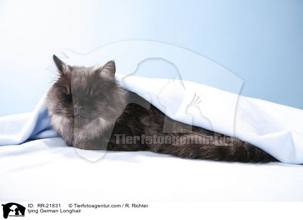 liegende Deutsch Langhaar / lying German Longhair / RR-21831