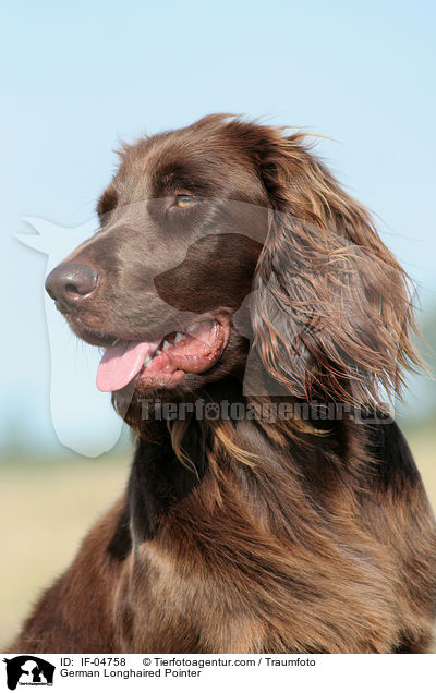 German Longhaired Pointer / IF-04758